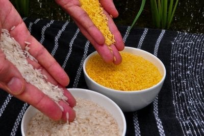 The Future of GMO Crops | Science of GMOs