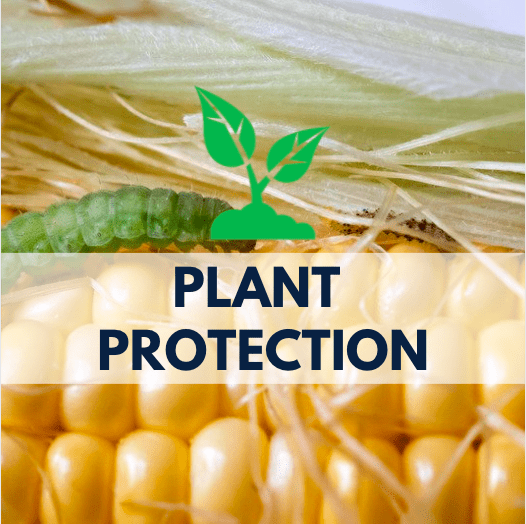 corn with a green worm, plant icon and navy blue text